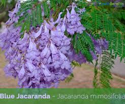 blue jacaranda facts and health benefits