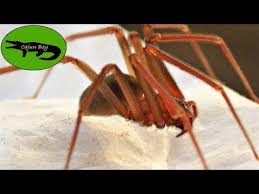 Here are 14 of the most dangerous spiders in the world & how to avoid them. North Americas Deadliest Spider The Brown Recluse Youtube