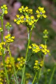 Image result for Amaranthus thunbergii