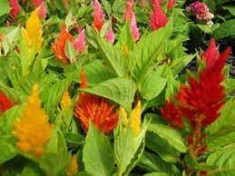 Pin On Photos Of My Plant List For Mothers Day