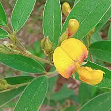 Image result for Cajanus