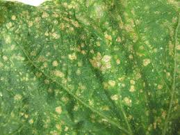 Image result for thrips damage on cucumber
