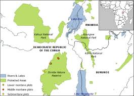 Image result for Balthasaria schliebenii