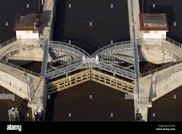 Image result for Mayaca baumii