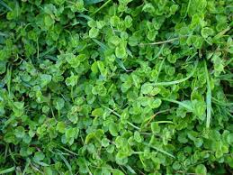 See more ideas about garden edging, landscape edging, lawn edging. Weeds Lawn Problems Finelawn