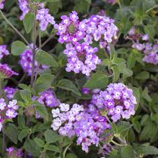 All lavender plants aromatic herbs culinary herbs english lavender fresh herb lavander lavandula angustifolia lavandula x intermedia lavender plants low stock medicinal herbs ornamental herb potpourri potpourri herb shrub lavender. Trailing Lavender Lantana Plants For Sale Free Shipping