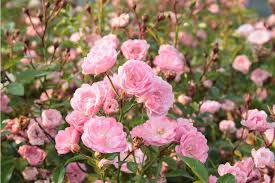 Rose The Fairy Rosa Bodendeckerrose Gunstig Online Kaufen Mein Schoner Garten Shop Bodendeckerrosen Rosa Garten Rosen Pflanzen
