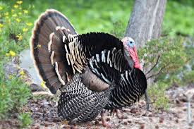 Maybe you would like to learn more about one of these? Everything You Want To Know About Turkey Sex Modern Farmer