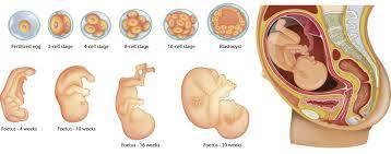Because at three weeks pregnant a lot of women will not know they are pregnant, it becomes challenging to estimate the number of pregnancy loss. Miscarriage I Just Felt Like It Was My Fault Bbc News