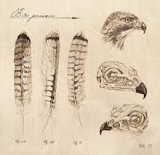 More from this artist similar designs. Scientific Red Tailed Hawk Illustration Download Illustration 2020