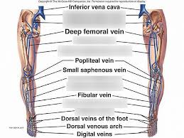 Choose from a nice collection of body outline front and back worksheets. Human Lower Body Veins Diagram Quizlet