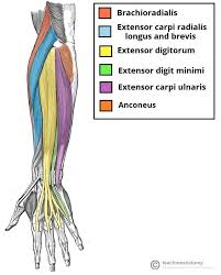 Fitness Training Athlete Arm Bones Quote Muscles Anatomy Forearm Muscle Anatomy Muscle Anatomy Medical Anatomy