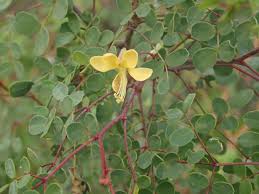 Image result for Erythrostemon