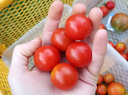 Here i have it in a deck planter and you. Tomato Supersweet 100 F2 Seeds Certified Organic Garden Hoard Certified Organic Heirloom Seeds Grown In Michigan By Renegade Acres