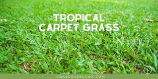Carpet grass is a creeping warm season grass native to the west indies. 8 Grass Weeds That Look Like Grass Kill These Not Those Cg Lawn