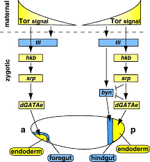As a hkb student you have the opportunity to complete part of your studies. Schematic Model Of The Gene Regulatory Pathways Of Endoderm Download Scientific Diagram