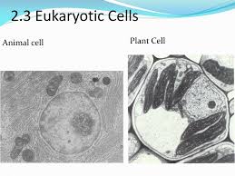 We did not find results for: Ppt 2 3 Eukaryotic Cells Powerpoint Presentation Free Download Id 1928631
