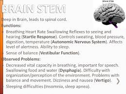 Brain stem hypothalmus thalamus cerebral cortex. Ever Wonder How You Can Do Everything You Do Ppt Download