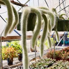 Image result for Cleistocactus