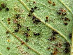 Image result for rez rzivost ostru%u017Einy