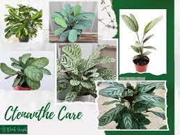 Image result for Ktenante Ctenanthe