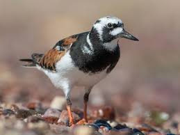 Image result for Entada arenaria