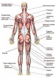 There is no exact count largely because expert opinions are conflicted but, as far as total muscle mass: How Many Muscles Are In The Human Body The Handy Anatomy Answer Book