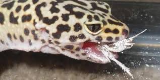 However, you can also feed him waxworms, butterworms, silkworms. Leopard Gecko Diet What To Feed Leopard Gecko Feeding Information On Leopard Gecko Care