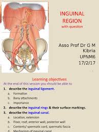It plays an important role in preventing the intestines from projecting out from the groin area, offers support for the external oblique muscle in the abdomen and the soft groin tissues. 4 Inguinal Region 1617 Soft Tissue Musculoskeletal System