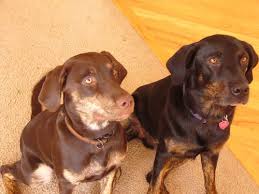 Black And Tan Labrador For Sale Brindle And Black And Tan Labrador Retrievers Golden Retriever Labrador Labrador Retriever Labrador Puppy