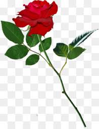 To created add 24 pieces, transparent bunga images of your project files with the background cleaned. Rainbow Rose