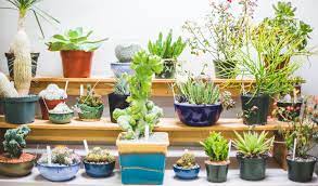 Here is the 2019 medal for the san antonio cactus & xerophyte society.… San Antonio Cactus Xerophyte Show Sale