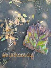 Akhirnya dapat juga contekan.bumbu dalam bahasa inggris…sangggggggggggggggggggggggggat membantu sekali… thanks a lot ya. Kata Bijak Daun Kering Cikimm Com