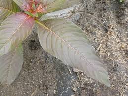 Image result for Lippia abyssinica