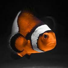 Also try grilled fish tacos. Turtle Tracks Jolly Jellies Fishy Tales Marine Savers