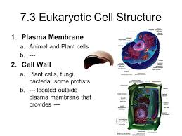 Cell wall animal or plant cell. 7 3 Eukaryotic Cell Structure 1 Plasma Membrane A Animal And Plant Cells B Cell Wall A Plant Cells Fungi Bacteria Some Protists B Located Ppt Download