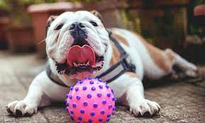 Chicago french bulldog rescue announced last week on facebook that its attorneys had received orders from the centers for disease control and out of ongoing concern by chicago french bulldog rescue for the health and welfare of the 15 puppies rescued from a warehouse at o'hare. English Bulldog Rescue Lovetoknow