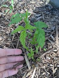How To Plant Bare Root Raspberry Plants Stark Bro S