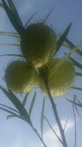Gomphocarpus Physocarpus Asclepias Physocarpa Is The Former Botanical Name Goose Plant Giant Swan Milkweed Hairy Balls Family Jewels Oscar Cotton Bush