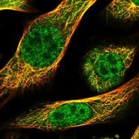 Cazeina este o proteină din lapte, se numește «proteină de noapte». Proteine Atlas Rat New Cell Atlas Shows Subcellular Distribution Of 12 000 The Testes Have The Highest Number Of Unique Proteins Followed By The Brain And The Liver The Researchers Found Reihanhijab