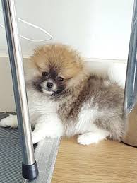 Il volpino discende dal cane della torbiera. Regalo Volpino Di Pomerania Spitz Tedesco Nano Piccolo Toy Maschio E Femmina Mantello Champagne Tre Mesi Circ Spitz Tedesco Volpino Cuccioli Di San Bernardo