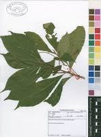 Image result for Argomuellera