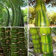Buddha Bamboo Buddha S Belly Bamboo Seeds In 2021 Bamboo Seeds Bonsai Garden Bamboo Plants