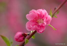 Tập Thơ Chọn Lọc - Nhất Lang (Nguyễn Thành Sáng) - Page 34 Images?q=tbn:ANd9GcRonupdOj2JYpHKG-bDeaDcw4cS9Euf2tq4qjdxTfxFFSWyvw0K-g&s