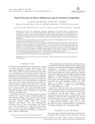 Image result for Kirkiaceae