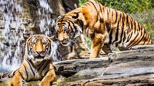 4k ultra hd papeis de parede 4k para pc. 549262 Title Animal Tiger Cats Wallpaper 4k Wallpapers Hd Tiger 3840x2160 Download Hd Wallpaper Wallpapertip