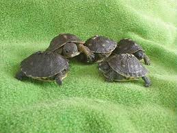 Join my discord server discord.gg/pcpaa9w. Caring For Turtle Eggs