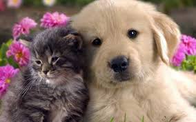 картинки на рабочий стол компьютера на весь экран кошки Foto Oboi Kartinki Oboi Dlya Rabochego Stola Oboi Na Kompyuter Smartfon I Planshet