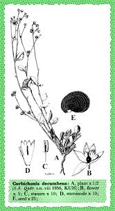 Image result for Corbichonia decumbens