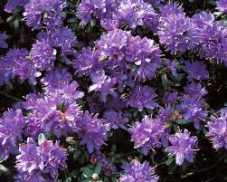 Rhododendron Russatum Purple Pillow Purple Pillows Rhododendron Backyard Design